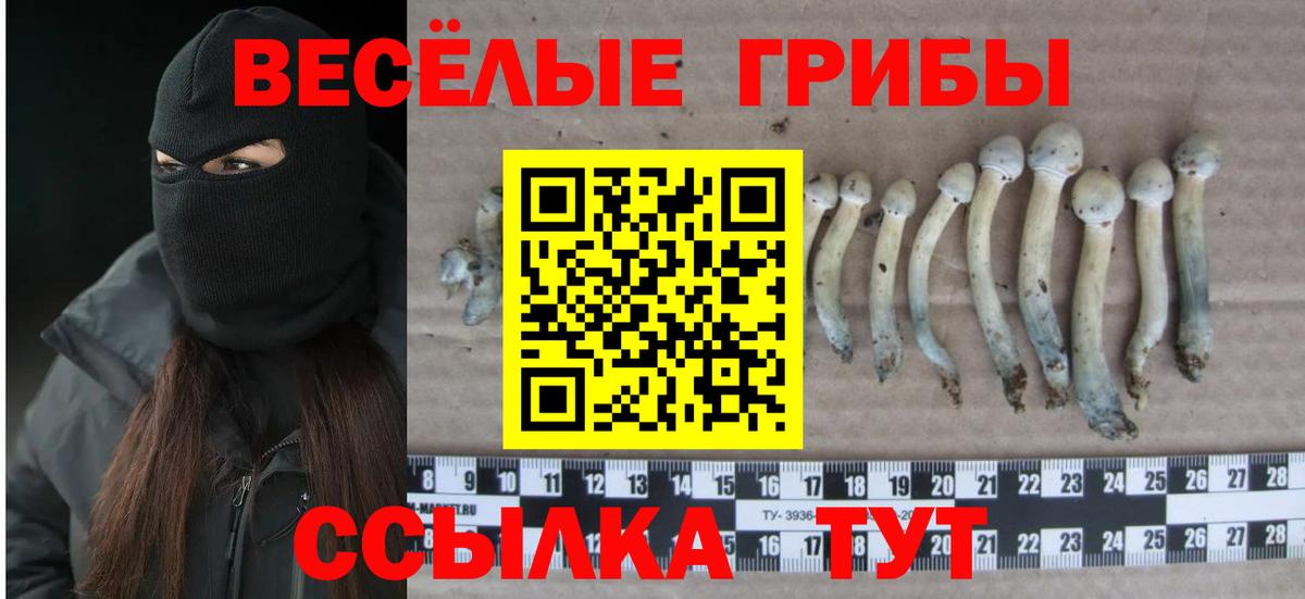 Псилоцибиновые грибы GOLDEN TEACHER  Псилоцибиновые грибы прущие грибы  Вход с VPN  Волоколамск 